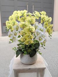 Chậu lan hồ điệp 5 cành màu xanh