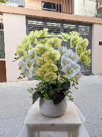 Chậu lan hồ điệp 5 cành màu xanh