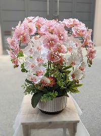 Chậu lan hồ điệp 5 cành màu hồng mix trắng