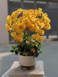 Chậu lan hồ điệp 5 cành màu vàng