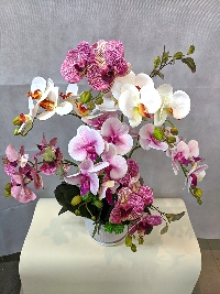 Chậu lan Hồ Điệp 7 cành 5 bông 01