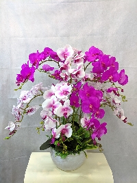 Chậu lan Hồ Điệp 9 cành Tím Thủy Chung 01