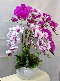 Chậu lan Hồ Điệp 9 cành Tím Thủy Chung 02