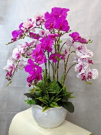 Chậu lan Hồ Điệp 9 cành Tím Thủy Chung 03