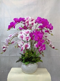 Chậu lan Hồ Điệp 9 cành Tím Thủy Chung 04