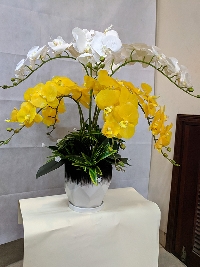 Chậu Lan Hồ Điệp 9 cành Rực Rỡ Sắc Xuân 04