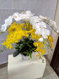Chậu Lan Hồ Điệp 9 cành Rực Rỡ Sắc Xuân 05