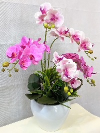 Chậu lan Hồ Điệp 5 cành loại 3 bông 01