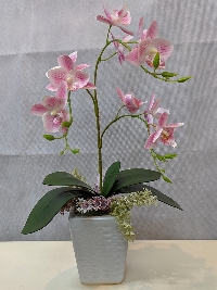 Chậu lan Hồ Điệp Mini 01