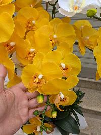Chậu lan Hồ Điệp màu vàng điểm trắng