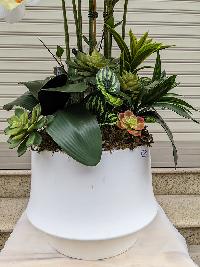 Chậu lan Hồ Điệp màu vàng điểm trắng