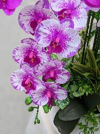 Chậu lan hồ điệp cao su cao cấp 11 cành màu hồng mix trắng 