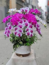 Chậu lan hồ điệp cao su cao cấp 11 cành màu hồng mix trắng 