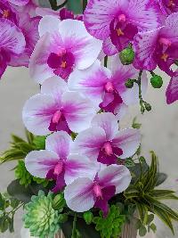 Chậu lan hồ điệp cao su 10 cành màu hồng