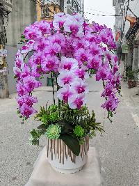 Chậu lan hồ điệp cao su 10 cành màu hồng