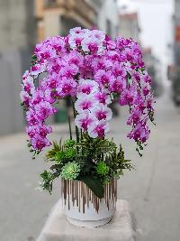 Chậu lan hồ điệp cao su 10 cành màu hồng