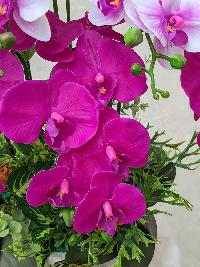 Chậu lan hồ điệp giả cao cấp màu hồng 12 cành 