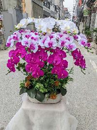 Chậu lan hồ điệp giả cao cấp màu hồng 12 cành 