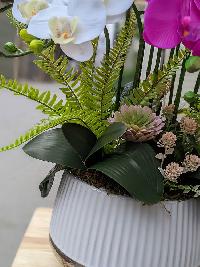 Chậu lan hồ điệp Cung Chúc Tân Xuân
