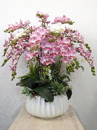 Chậu lan Hồ Điệp nhí màu hồng