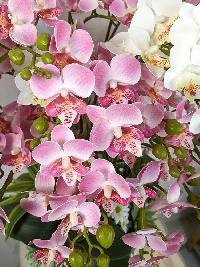 Chậu lan Hồ Điệp nhí màu hồng