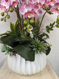 Chậu lan Hồ Điệp nhí màu hồng