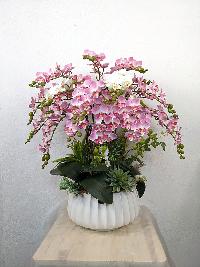 Chậu lan Hồ Điệp nhí màu hồng