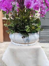 Chậu lan hồ điệp cao su dáng trong