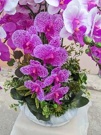 Chậu lan hồ điệp cao su dáng trong