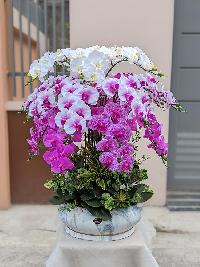 Chậu lan hồ điệp cao su dáng trong