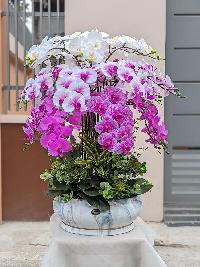 Chậu lan hồ điệp cao su dáng trong