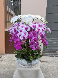 Chậu lan hồ điệp cao su dáng trong