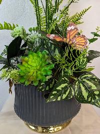 Chậu lan Hồ Điệp trắng