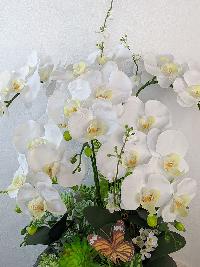 Chậu lan Hồ Điệp trắng