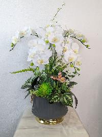 Chậu lan Hồ Điệp trắng