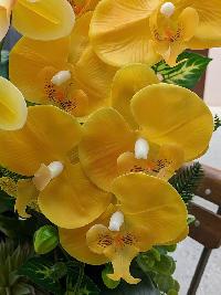 Chậu lan hồ điệp cao su non màu vàng bơ