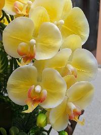 Chậu lan hồ điệp cao su non màu vàng bơ