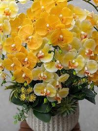 Chậu lan hồ điệp cao su non màu vàng bơ