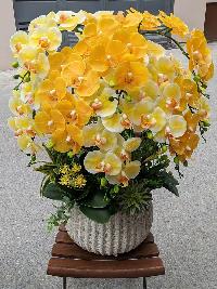 Chậu lan hồ điệp cao su non màu vàng bơ