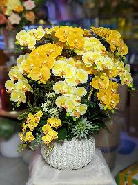 Chậu lan hồ điệp giả màu vàng 