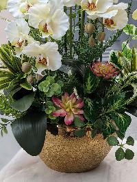 Chậu lan hồ điệp cao su non màu xanh bơ