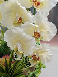 Chậu lan hồ điệp cao su non màu xanh bơ