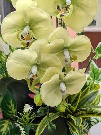 Chậu lan hồ điệp cao su non màu xanh bơ