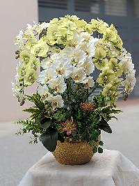 Chậu lan hồ điệp cao su non màu xanh bơ