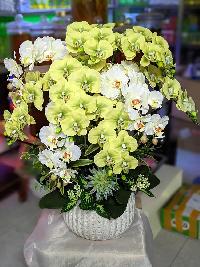 Chậu lan hồ điệp giả màu xanh bơ