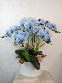 Chậu lan hồ điệp màu xanh nước biển