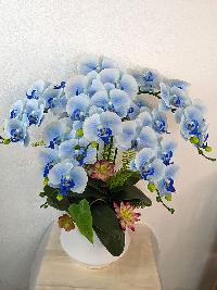 Chậu lan hồ điệp màu xanh nước biển