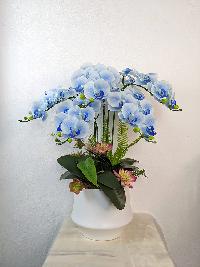 Chậu lan hồ điệp màu xanh nước biển
