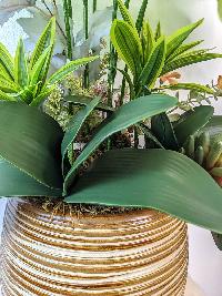 Chậu lan Hồ Điệp màu xanh cốm