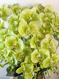 Chậu lan Hồ Điệp màu xanh cốm